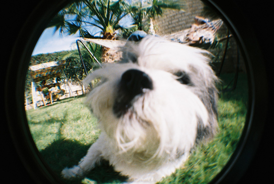 [Gói] LOMO Fisheye Cửa hàng Fisheye2 Fisheye II Fisheye II Phiên bản màu trắng