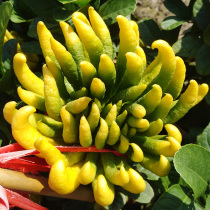 (Flowering bergamot) Jinhua bergamot bergamot fruit Golden bergamot open bergamot water raising to enjoy bergamot fruit