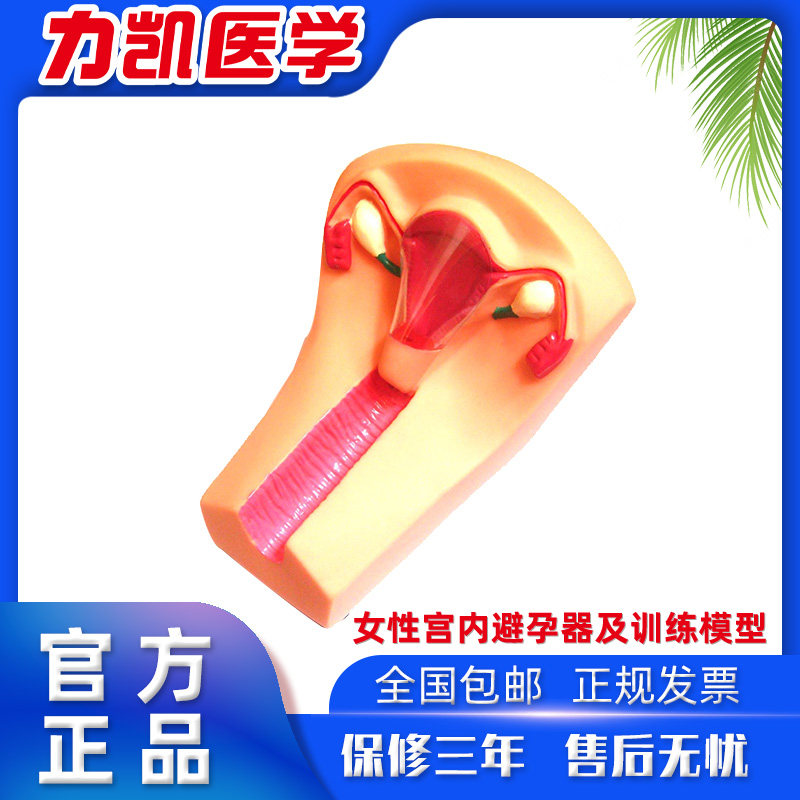 力凯LK/JS-B3女性宫内避孕器训练模型子宫生殖器官教学上环取环