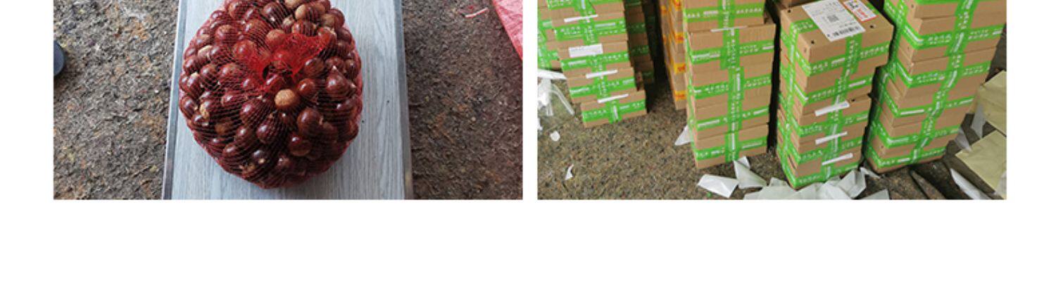 【中国直邮】 爱生活 建瓯锥栗  板栗  农家现摘  中果直径约(2.0-2.3cm)  500g/袋