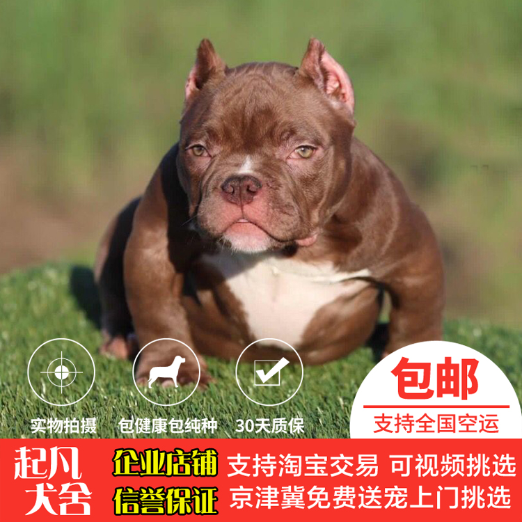 美國惡霸犬幼犬純種活體家養口袋微小體巨大型賽級惡霸犬寵物狗狗