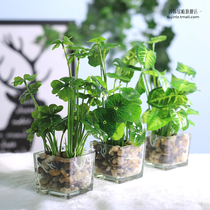 Artificial plant interior decoration flower pot decoration Clover green dill glass set Green plant home bonsai