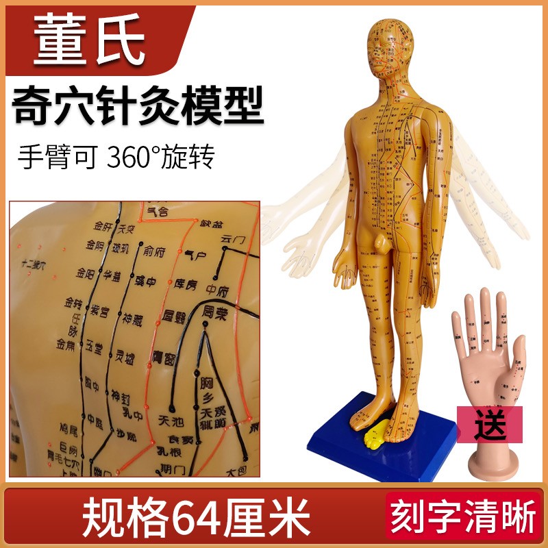 董氏奇穴针灸人体穴位模型全身十二经络图中医教学培训专用模拟人