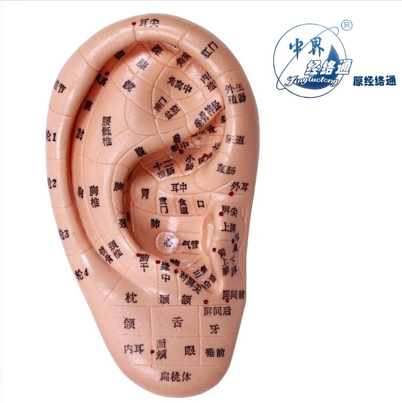 上海经络通针灸按摩耳膜 耳朵模型 13cm  17cm  标准耳贴穴位