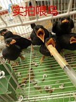 Miller wrend Gothic dove artificial young bird hose Peony water rabbit feeding pigeon small eater milky 8 govt dove