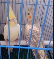 Pearl with yellow parrot two first-hand supply package risk (farm direct hair)