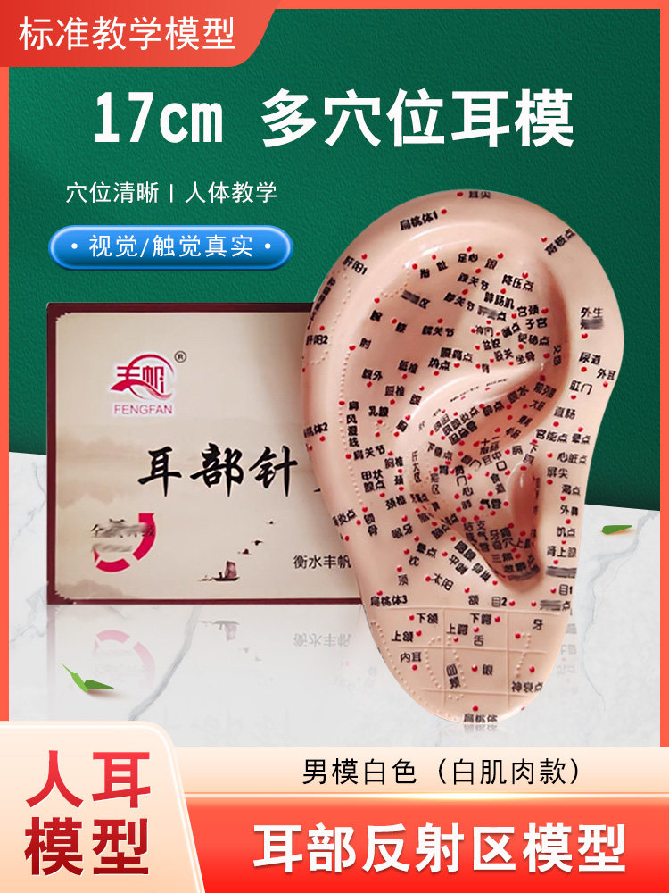 丰帆 多穴位耳模型17CM耳朵模型中医反射区按摩模型穴位经络清晰