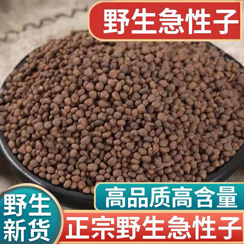 Wild Acuteflower New Stock Chinese Herbal Medicine 500g Authentic Phlox Subulata Seeds Henna Seeds Ground into Powder for Tea and Water Infusion Wild Acuteflower New Stock Chinese Herbal Medicine 500g Authentic Phlox Subulata Seeds Henna Seeds Ground into Powder for Tea and Water Infusion
