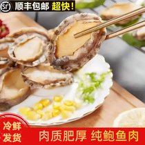 Fresh caught abalone frozen seafood fresh extra large abalone small abalone commercial gutted ready-to-eat dry goods abalone