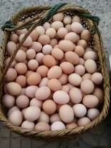 Authentic rural farmhouse Jiuhuashan mountain area wild free-range soil eggs 50 fresh selenium-rich eggs