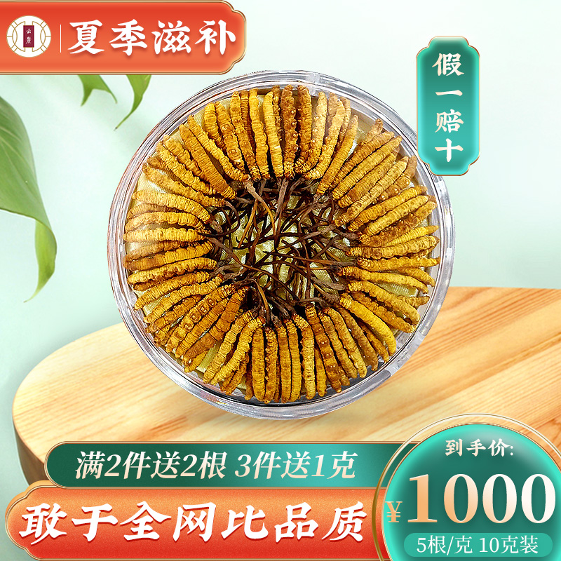 (Tibet Straight Hair) Cloud foothills Caterpillar Fungus Caterpillar Fungus Stubble freeze-dried worm grass 10 gr Lilly Box 50 Root