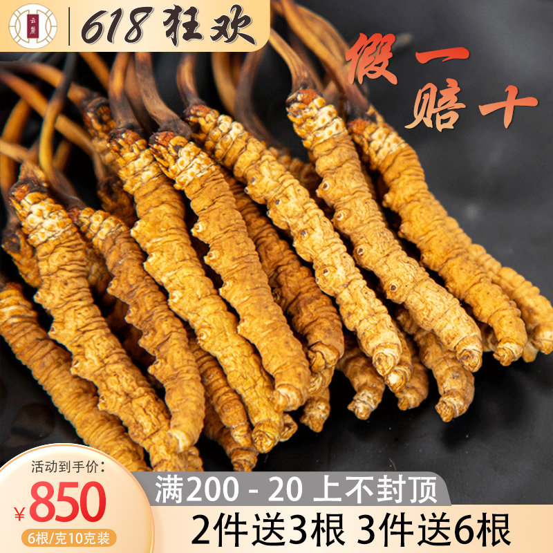 (Self-Occupied affordable) Cloud foothills Caterpillar Fungus Fresh Freeze-dried Caterpillar Fungus small whole 6 grams of 10 gr dress
