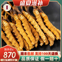 (Affordable for self-use)Yunlu Cordyceps Sinensis fresh lyophilized Cordyceps small whole 6 grams 10 grams