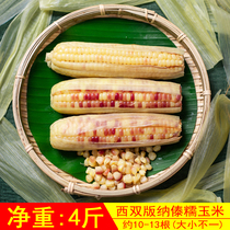 Dai waxy corn (with skin) Yunnan Xishuangbanna sweet sticky small bag valley freshly cooked 4 pounds