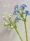 Одинокий (Qiu lu Bai) Маньчжурный