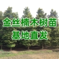 四川龙宇金丝楠木种植基地的LOGO