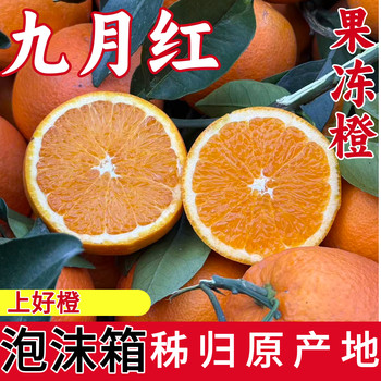 (september red gift box foam box) yichang september red orange zigui navel orange sweet hubei three gorges seasonal fruit