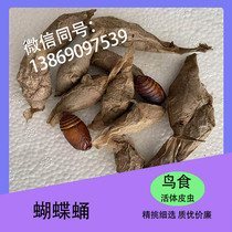 Shandong wild butterfly pupa embroidered eye bird high-end bird food various specifications of skin worms large black worms pollution-free and carefully selected