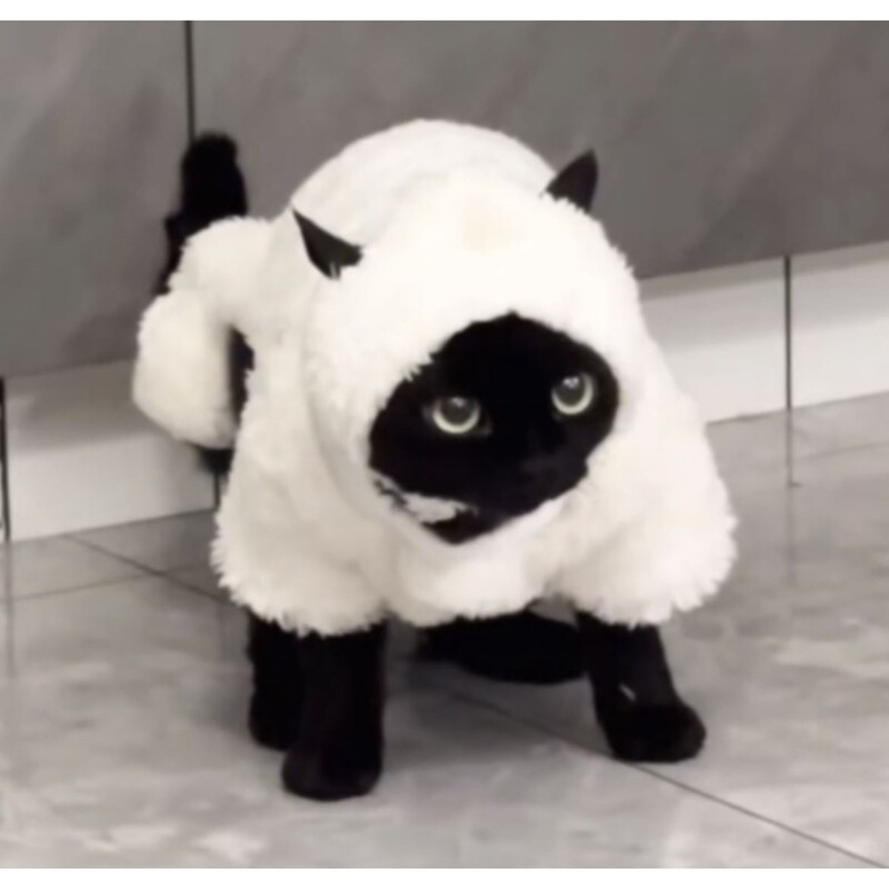 Light-Colored Cat Clothes for Kittens, Shawn Pet Dog, Hairless Cat, Devon, Siamese, Black Cat, Kitten Clothing Set