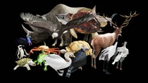 Unreal-UE animal resource Complete Animals 4 26