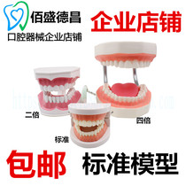Dental Model Teaching Model Large Tooth Model Standard Model Kindergarten Teaching Denture Models
