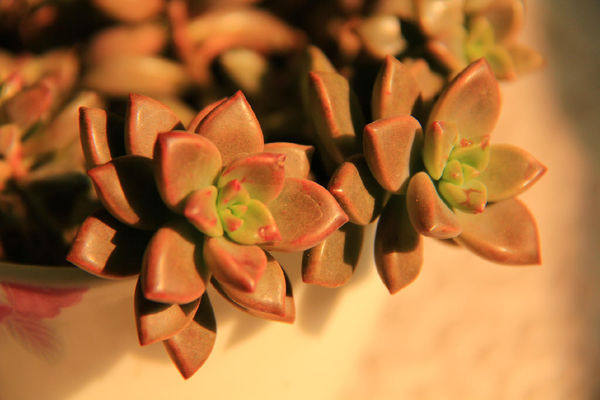 多肉植物姬朧月每天認識一款多肉 淘寶海外