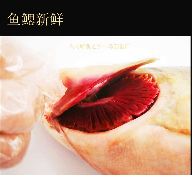 黑龙江特产 新鲜冰冻 野生大马哈鱼 5斤 图3