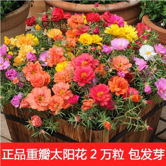 Sunflower seeds double mixed color Scutellaria barbata four seasons outdoor flower seeds balcony potted courtyard flower seeds
