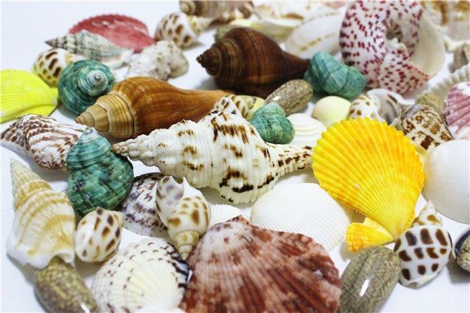 文艺风铃清新摆设配件链条家居家用摆件贝壳类装饰品材料海螺贝壳