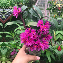 Red lotus Dendrobium flower Dendrobium seedling purebred red rod soft feet indoor small green plants beautify home red lotus