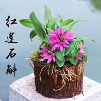 Jiang Nanfeng Mini red lotus Dendrobium stump Dendrobium seedlings Office green plant small plant Orchid potted plant
