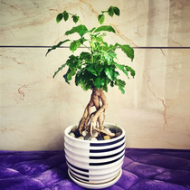 Indoor desktop hydroponic plants flower seedlings potted plants office happiness tree fortune tree green dill home gardening green plants