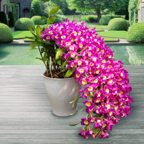 Home office Ornamental small hydroponic plants Dendrobium seedling Indoor Dendrobium orchid plant Green plant potted plant