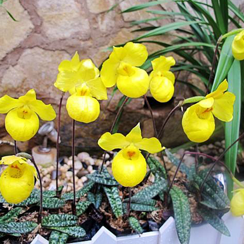 Jiangnan Maple Apricot Yellow Pocket Orchid Potted Indoor Hydroponic Plant Tin Dendrobium Miao Flowers Dwarf good to raise flowers and view flowers