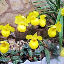 Jiang Nanfeng Apricot yellow pocket Orchid potted indoor hydroponic plants Dendrobium seedling flowers Dwarf species good breeding flowers Viewing flowers