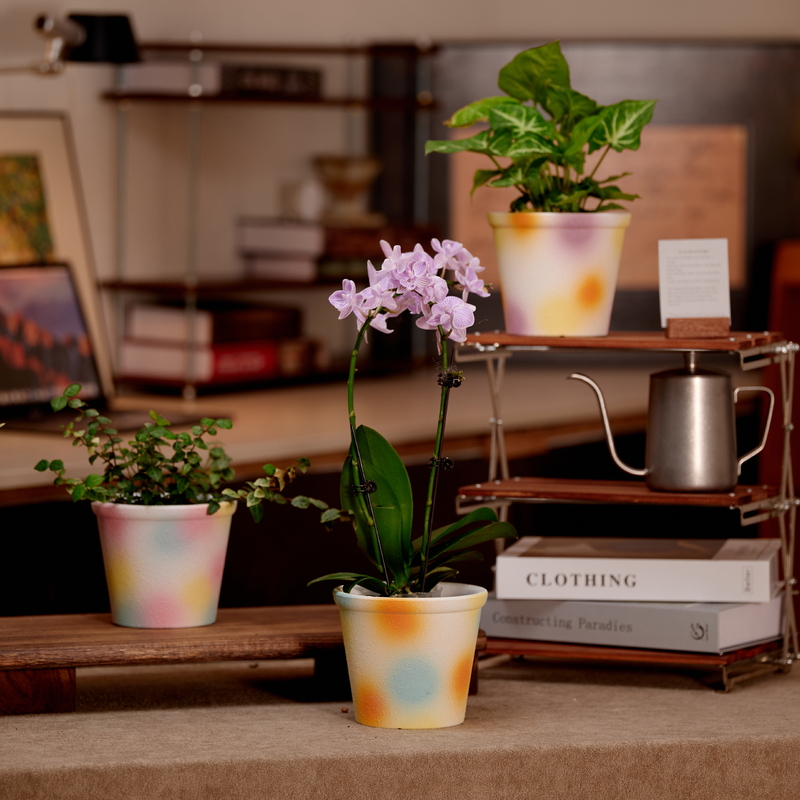 Colorful Dopamine-Colored Breathable Healing Painted Simple High-End Ceramic Flower Pot for Desktop Living Room with Butterfly Orchids and Caladium