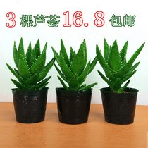 Aloe vera potted balcony office Bedroom Air purification Radiation protection plants Flowers Evergreen all seasons
