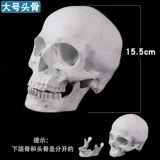 Скелет, человеческая голова, физиологичный череп, художественная модель черепа, масштаб 1:1, анатомия, 15.5см, 19см