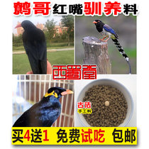 West Shu Hall handmade nourishing Eight-brother-in-the-body red mouth croissy bird eater Magpie Domesticated Birds Feed Birds Feed