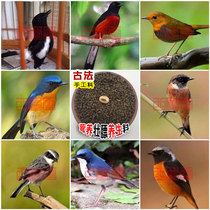 West Shu Hall Artisanal Hobbies for Black and White Mountain Blue Wonderland North Red Bird Food Feed Health Healthy Fat Black & White Bird Food