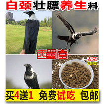 West Shu Hall Handmade White Neck Crow Bird Food Feed Nutritional and fat Mountain Ovens Crow Domesticated Flying Birds Feed