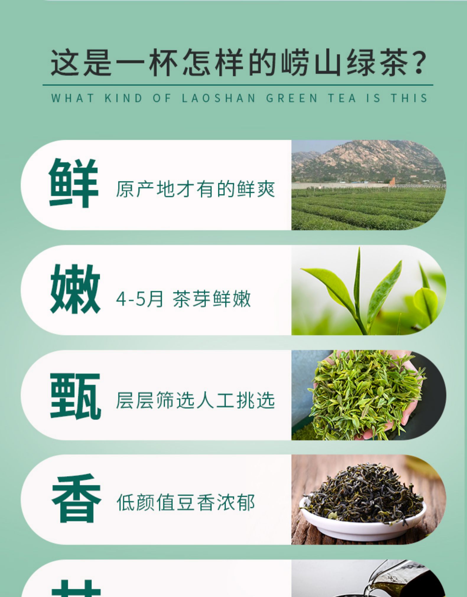 崂陈 特级豆香型崂山绿茶 500g 图15