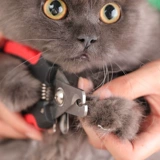 Бесплатная доставка собака кошачья кошачья шлифовальная броня броня броня плюшка