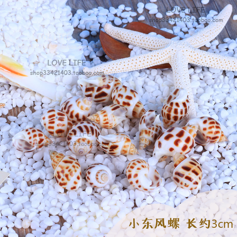 Natural sea snail shells Dongfeng snail 7-8cm flower spot snail fish tank aquarium building with crab family residence decoration