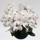 10 белого фалаенопсиса