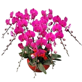 Тяньцзин Пекин День Рождения о доставке цветов Плюс горшечный растение с будком Новогоднего Года Смотрение Cymbidium