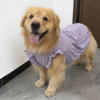 Large dog clothes thin golden retriever Alaskan Labrador Samoyed big dog pet dress princess style