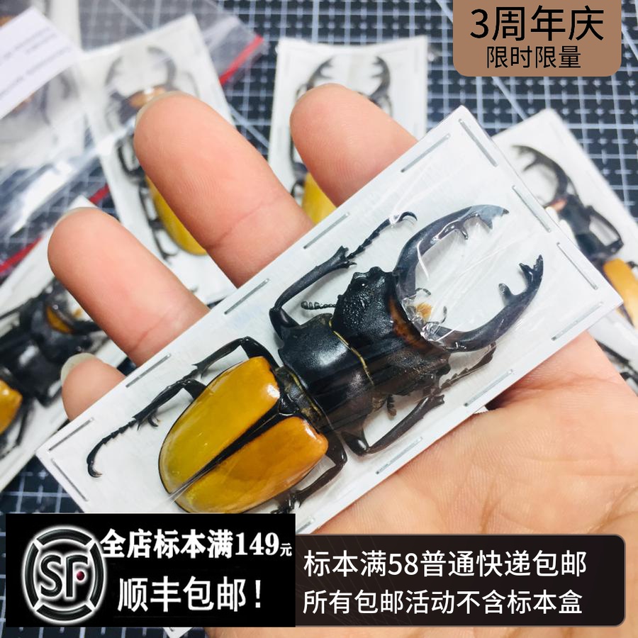 Odontolabis spectabilis is a species of beetle in the family cerambycidae