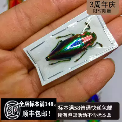 The specimen of the rainbow cone tooth gypidin Cyphogastra javanica insect butterfly stout beetle