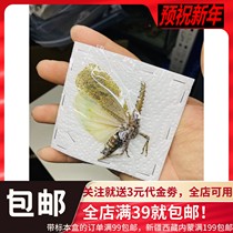 Serrated long nose wax cicada specimen Zanna nobilis Malaysia Large waxed Cicada Decoration Collection